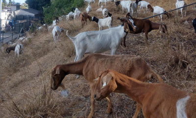 Grazing goats to help reduce wildfire risk