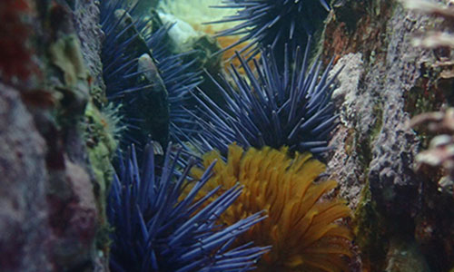 Sea urchin behavior dictates kelp dynamics