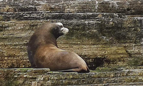 Sea lion growth not slowed by population increase