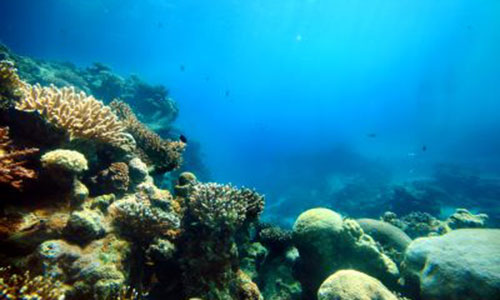 Coral reefs identified as natural infrastructure