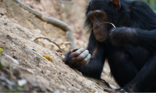 Chimps enjoy termites as a seasonal treat