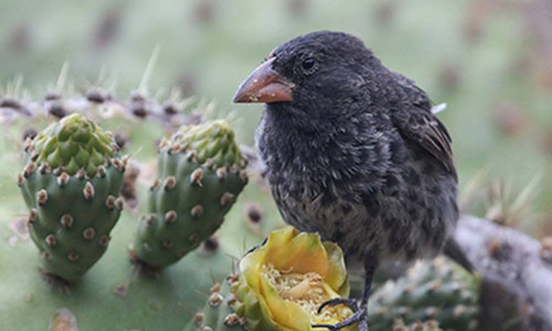 Study reveals 30 years of Darwin's finch evolution