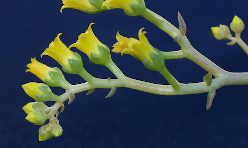 UC Santa Cruz names new, rare succulent species 