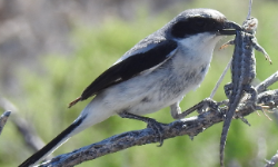 Stopped by a shrike