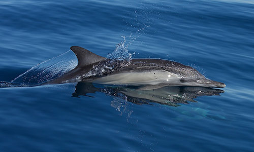 Dolphins sense military sonar at much lower levels