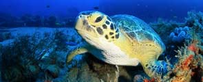 Sea turtles face climate change