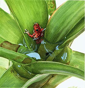 Students in the Science Illustration Program show their work