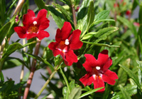 UCSC Arboretum holds annual Spring Plant Sale on Saturday, April 21