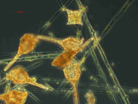 Large blooms of toxic algae in Monterey Bay are affecting marine animals