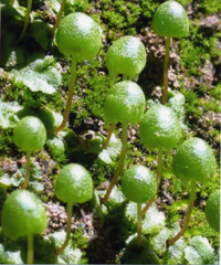 UCSC professor emeritus William Doyle publishes new reference for California botanists