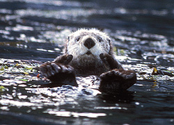 UCSC earns high ranking for conservation biology research