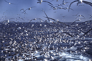 New study raises concerns about proposed mitigation strategy for marine bycatch