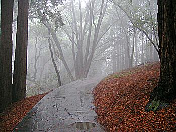 Professor’s misty, dreamy photo is contest winner