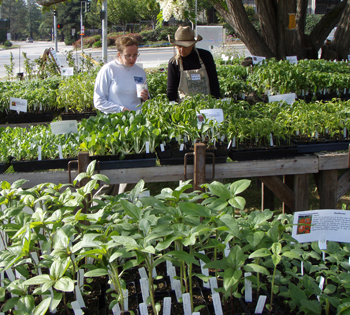 UCSC Farm and Garden annual spring plant sale set for May 1-2