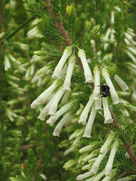 Arboretum’s fall sale October 9 features wide variety of plants