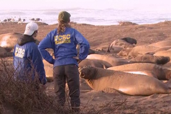Elephant seal experts featured on QUEST TV episode