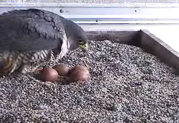 Peregrine falcon eggs on San Francisco high-rise nest about to hatch