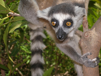 Lemur extinctions and ecological retreat followed arrival of humans in Madagascar