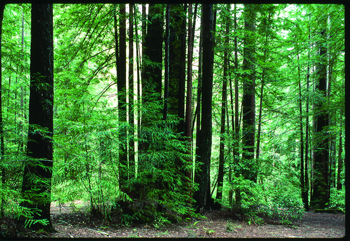 UCSC earns new national and statewide honors for sustainability practices