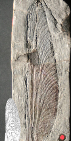 Reign of the giant insects ended with the evolution of birds