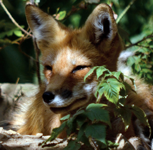 Researchers find increase in Lyme disease mirrors drop in red fox numbers
