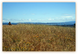 A summary of summery things to do at UCSC