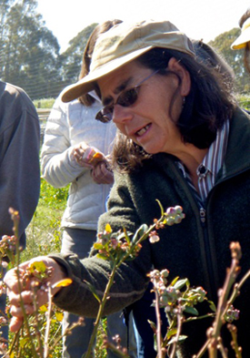 Workshop offers basics of blueberry selection, planting, care Feb. 16