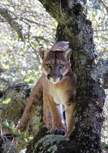 Puma tracking in Santa Cruz Mountains reveals impact of habitat fragmentation