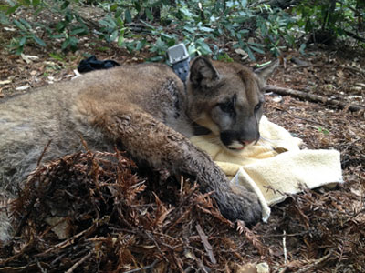 Puma capture demonstrates success of non-lethal intervention