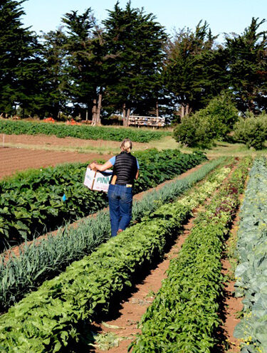 Sign-ups open for Community Supported Agriculture  program