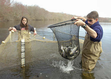 Genetic study of river herring populations identifies conservation priorities