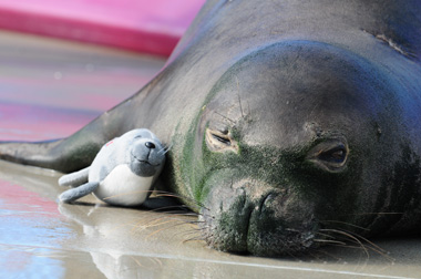 Hawaiian monk seal toy raises funds to save endangered species
