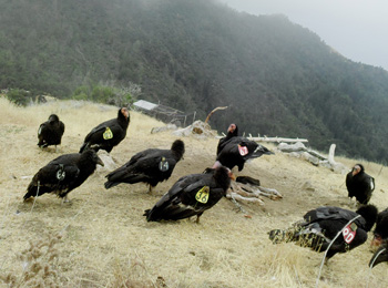 ‘Condor Watch’ enlists citizen scientists to help an endangered species