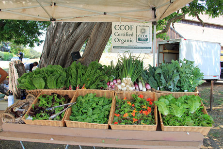 UC Santa Cruz Farm & Garden’s market cart produce stand opens June 2
