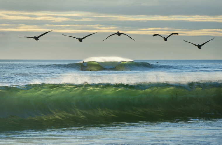 ‘Ecosystems of California’ documents one of Earth’s most biodiverse places