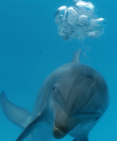 Need for speed may contribute to dolphin and whale strandings