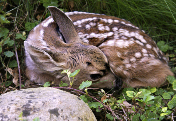 Deer fawning season alert