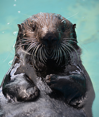 Decisive sea otters distinguish differences by touch