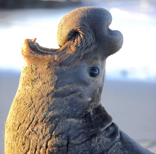 Environmental, social changes shift how elephant seals communicate