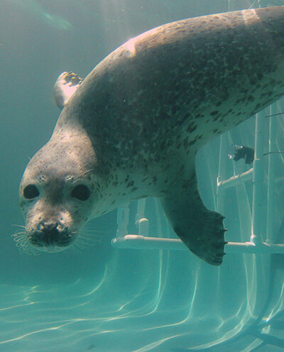 Review of noise impacts on marine mammals yields new policy recommendations