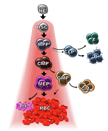 Study gives new perspective on production of blood cells and immune cells
