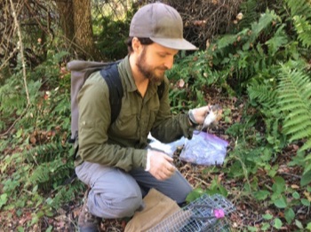 While the cat’s away: Predators’ fear of humans ripples through wildlife communities, emboldening rodents