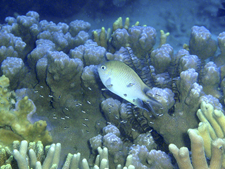 Reef fish caring for their young are taken advantage of by other fish