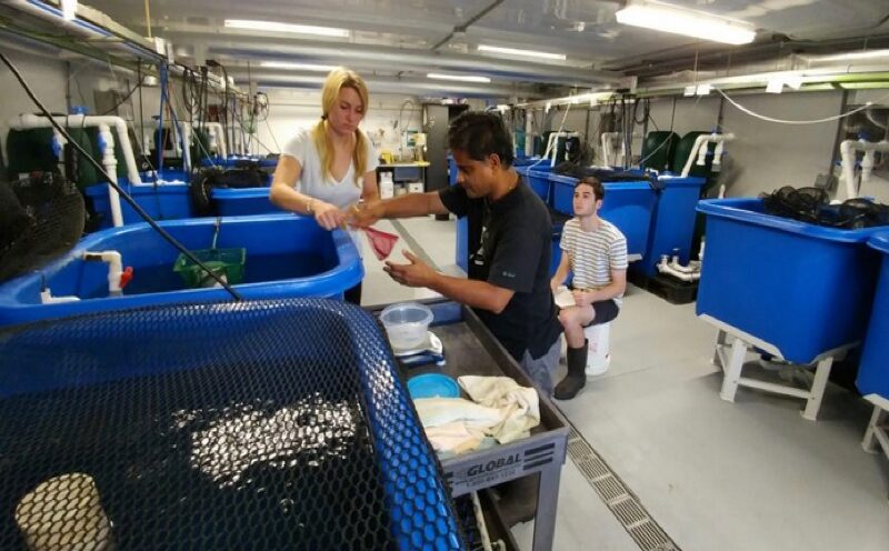 California Sea Grant funds sustainable aquaculture project