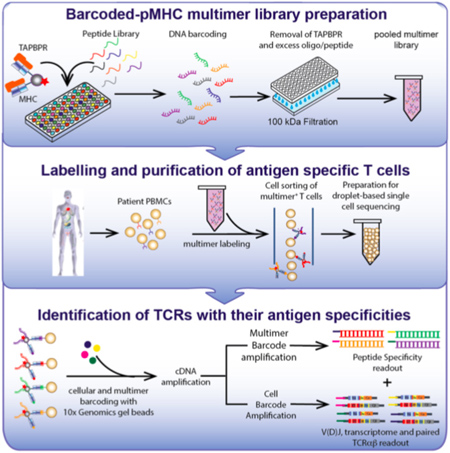 New high-throughput approach yields libraries of probes for immunological assays