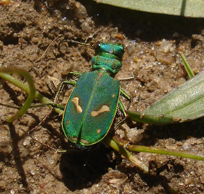 Emerald predators: Ohlone tiger beetles reclaim territory with the help of local scientists