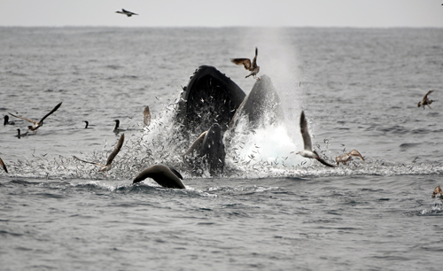 NOAA funds new Cooperative Institute for Marine, Earth and Atmospheric Systems