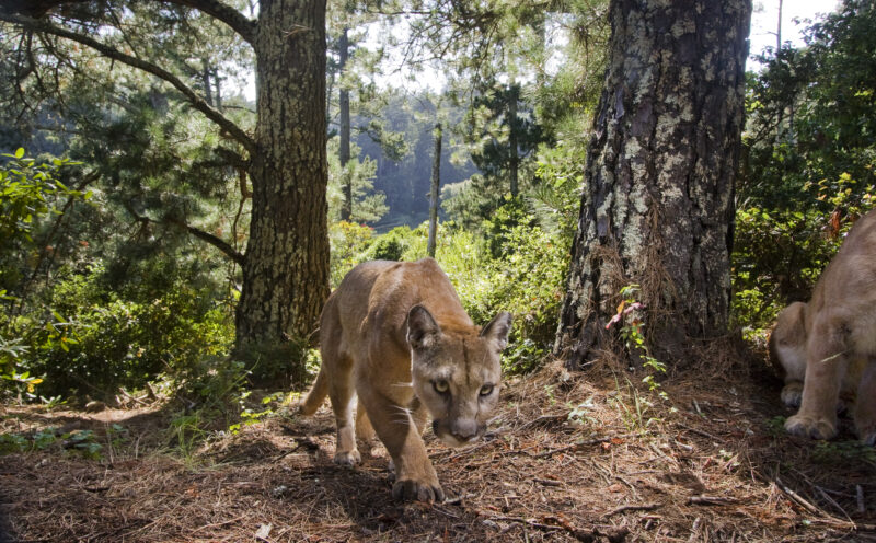 Energy spent avoiding humans linked to smaller home ranges for male pumas