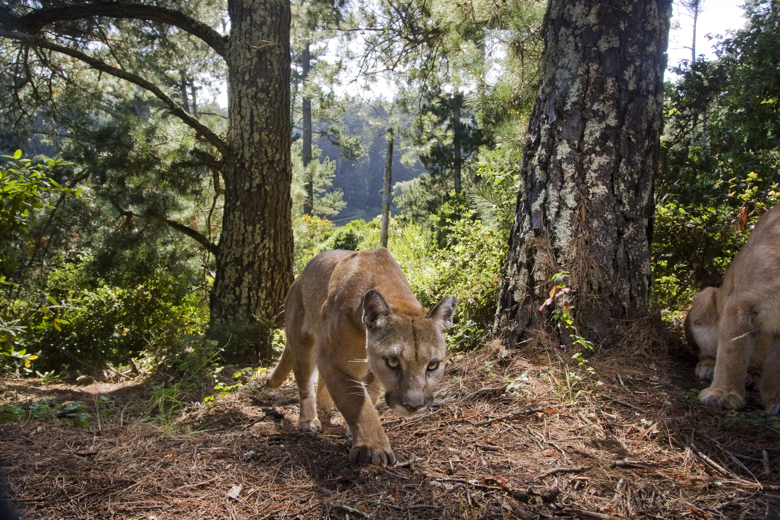North American Cougar (Puma concolor couguar) female approaching with male sitting on far right, Aptos, Monterey Bay, California