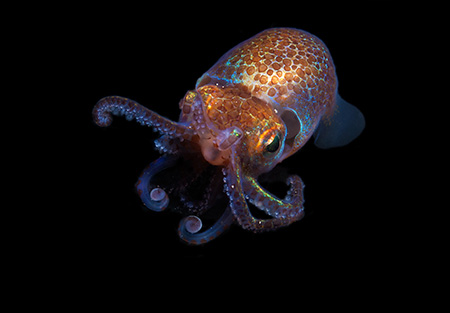 A little squid and its glowing bacteria yield new clues to symbiotic relationships